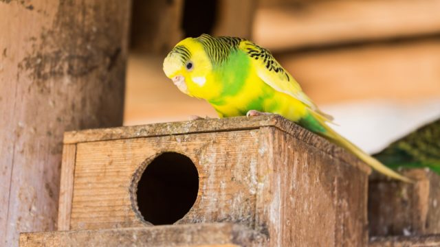 セキセイインコの雛鳥を飼うことになって老いて天国に行くまでの物語 Ishikawa Family国際結婚日記